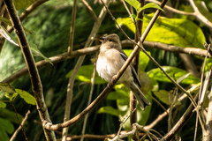 Fringilla coelebs gengleri
