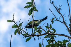 Anthornis melanura melanura