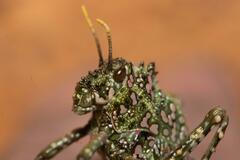 Physemacris variolosa