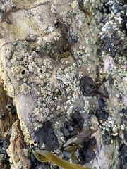 Balanomorpha