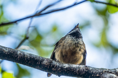 Rhipidura fuliginosa placabilis