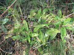 Viola gmeliniana