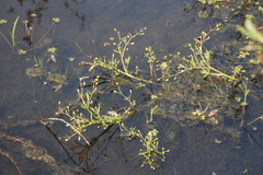 Ranunculus sceleratus multifidus