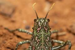 Physemacris variolosa