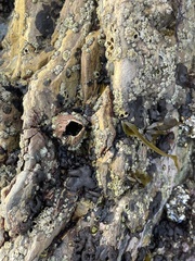Balanomorpha