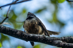 Rhipidura fuliginosa placabilis