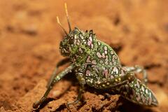 Physemacris variolosa