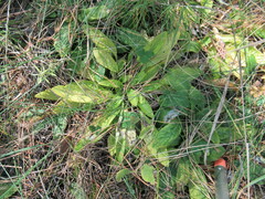 Viola gmeliniana