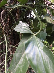 Araceae