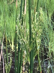 Juncus pallidus