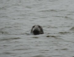 Halichoerus grypus grypus