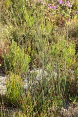 Elegia tectorum