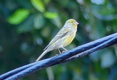 Serinus canaria