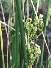 Juncus pallidus