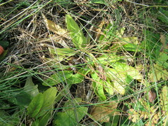 Viola gmeliniana