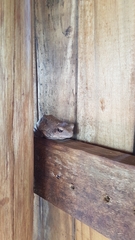 Chiromantis xerampelina