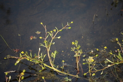Ranunculus sceleratus multifidus