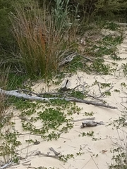 Rhipidura fuliginosa fuliginosa