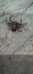 Xysticus