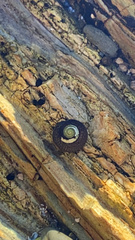 Trochoidea