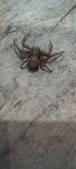 Xysticus