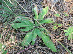 Viola gmeliniana