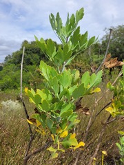 Notobubon galbanum