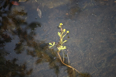 Ranunculus sceleratus multifidus