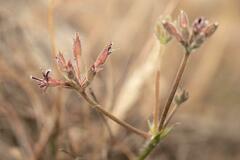 Pelargonium pilosellifolium