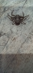 Xysticus