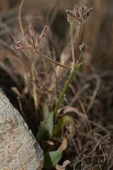 Pelargonium pilosellifolium