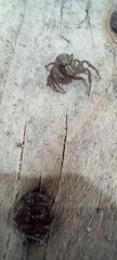 Xysticus