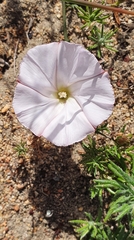 Convolvulus capensis