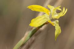 Moraea bituminosa