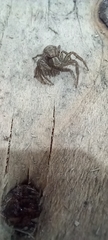 Xysticus