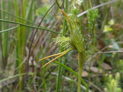 Pterostylis unicornis