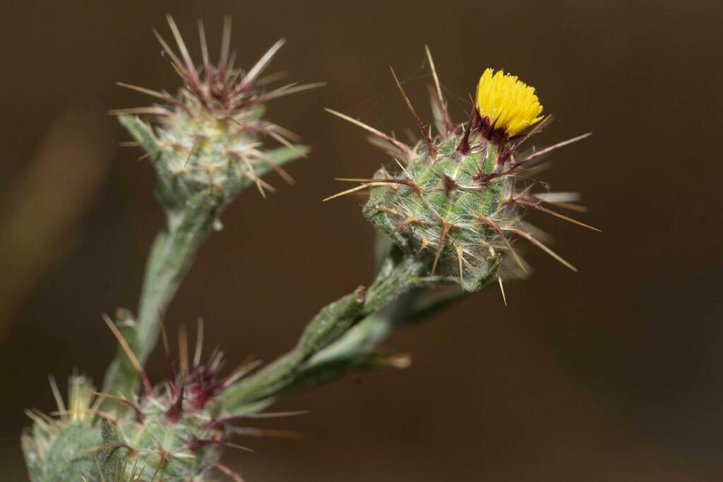 Maltese star-thistle from Overberg, Western Cape, South Africa on ...