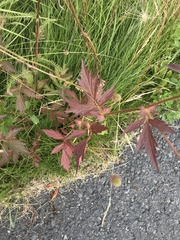 Geum macrophyllum perincisum