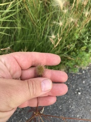 Geum macrophyllum perincisum