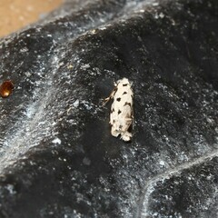 Lichenaula calligrapha