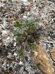 Xanthosia tasmanica