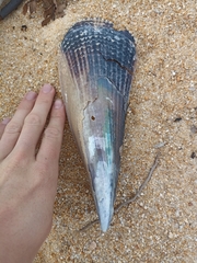Atrina zelandica