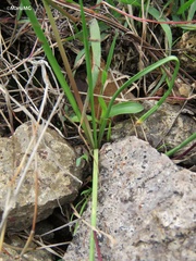 Nothoscordum