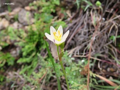 Nothoscordum