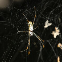 Trichonephila plumipes