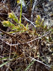 Gnidia humilis