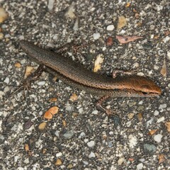 Lampropholis