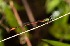 Argiocnemis rubescens