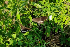 Papilio polytes