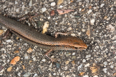 Lampropholis